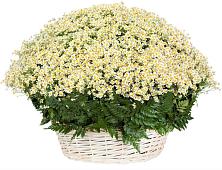 Цветочная композиция из Ромашки в корзине #REPLACE_PRED# Болгатищево